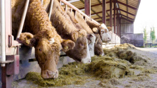 New project to explore alternative livestock feeds to reduce emissions