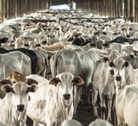 2025 beef exports from Brazil to exceed 3m tonnes for first time