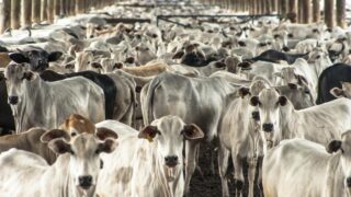 2025 beef exports from Brazil to exceed 3m tonnes for first time