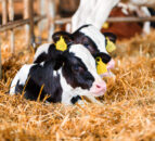 Farmers’ views sought on DAERA plans for EID tags on calves