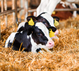 Farmers’ views sought on DAERA plans for EID tags on calves