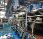 Is once-a-day milking the right option for you this spring?