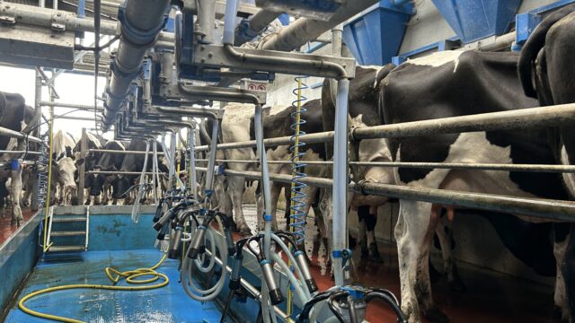 Is once-a-day milking the right option for you this spring?