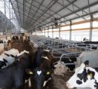 Steps to take when preventing metabolic issues this spring