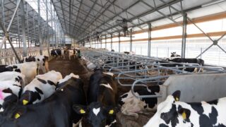 Steps to take when preventing metabolic issues this spring