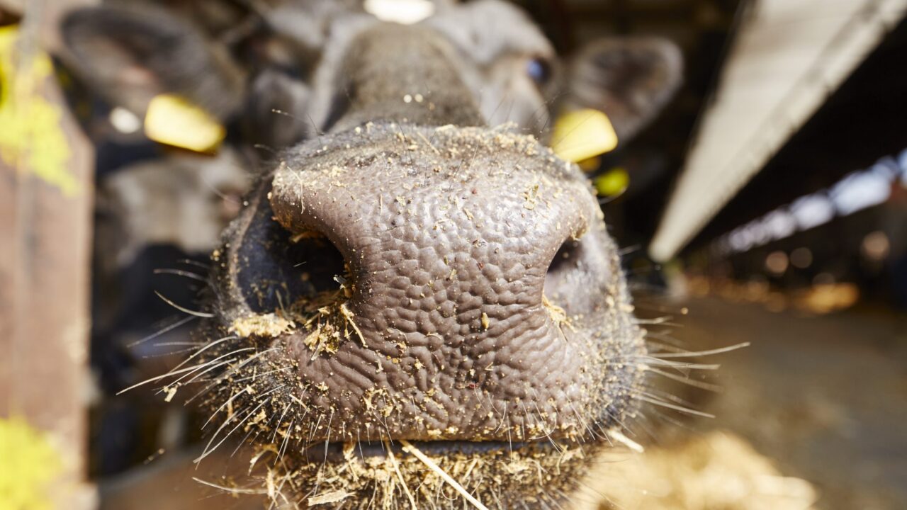 Financial support for pre-movement testing in NI bluetongue control zone