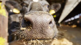 Financial support for pre-movement testing in NI bluetongue control zone