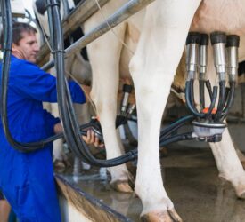 AHDB: ‘Plummeting’ dairy commodity prices ‘may have reached a floor’