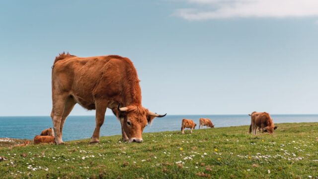 Bluetongue antibodies found in cattle herd on Isle of Man