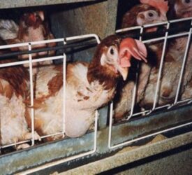 Defra sets out plans to ban cages for laying hens by 2032