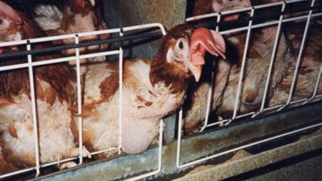 Defra sets out plans to ban cages for laying hens by 2032