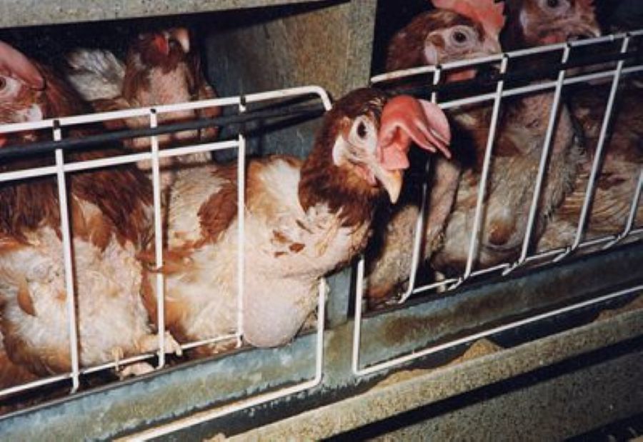 Defra sets out plans to ban cages for laying hens by 2032