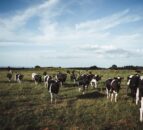 2025 GB dairy population lowest on record – AHDB