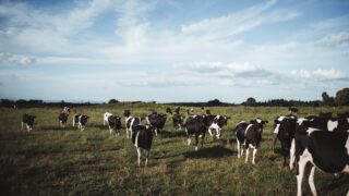 2025 GB dairy population lowest on record – AHDB