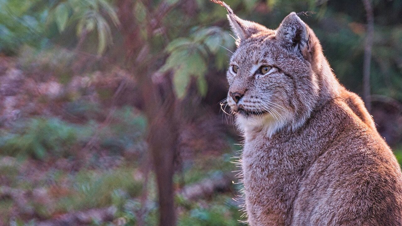 Scottish govt rule out lynx reintroduction due to livestock concerns