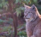 Scottish govt rule out lynx reintroduction due to livestock concerns