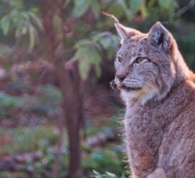 Scottish govt rule out lynx reintroduction due to livestock concerns