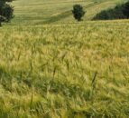 Plants use ‘mechanical strategies’ to push through soil – study