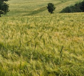 Plants use ‘mechanical strategies’ to push through soil – study