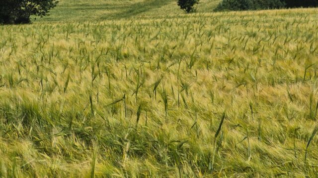 Plants use ‘mechanical strategies’ to push through soil – study