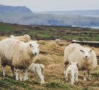 Sheep grazing on ‘unimproved moorland’ emit less methane and CO2 – study