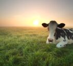 Stricter BVD measures to be applied in NI from February