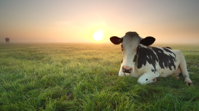 Stricter BVD measures to be applied in NI from February