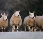 Richardsons’ commercial sheep flock for auction at Ballymena