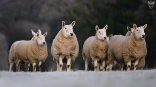 Richardsons’ commercial sheep flock for auction at Ballymena