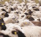 NSA launches new survey into livestock worrying
