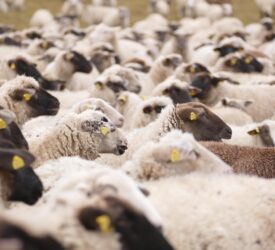 NSA launches new survey into livestock worrying