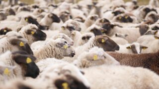 NSA launches new survey into livestock worrying