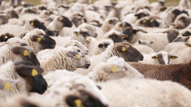 NSA launches new survey into livestock worrying