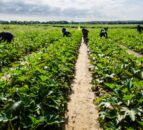 Agri workers in NI to receive pay rise under new proposals