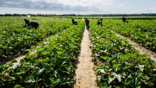 Agri workers in NI to receive pay rise under new proposals