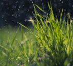 Grass production must be ‘harnessed effectively’ – NI dairy expert