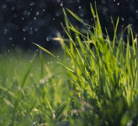 Grass production must be ‘harnessed effectively’ – NI dairy expert