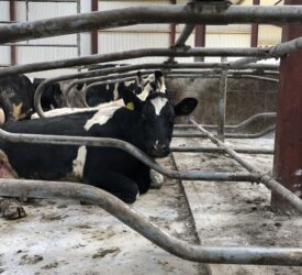 Dairy advice: Preventing mastitis during calving