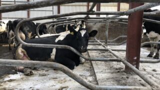 Dairy advice: Preventing mastitis during calving