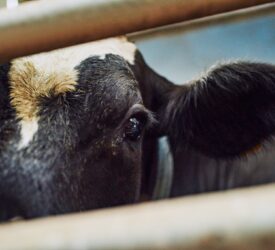 New suspect case of bluetongue being investigated in Co. Down