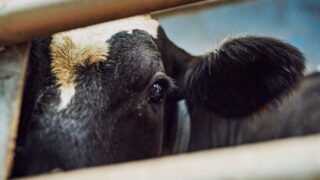 New suspect case of bluetongue being investigated in Co. Down