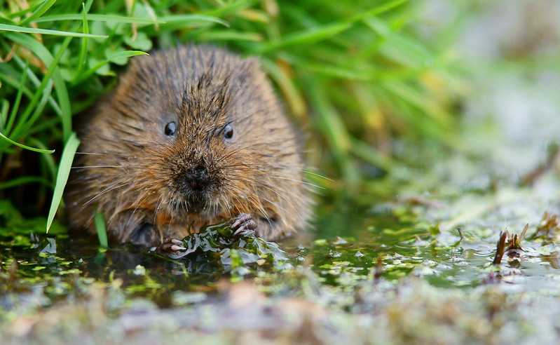 Water vole in the wild