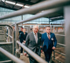 King Charles visits mart to meet farmers and rural communities