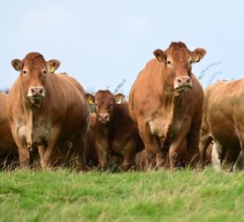 Dunbia advances sustainability plan with new project in UK