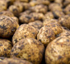‘Highly sustainable’ spuds on sale in UK supermarkets