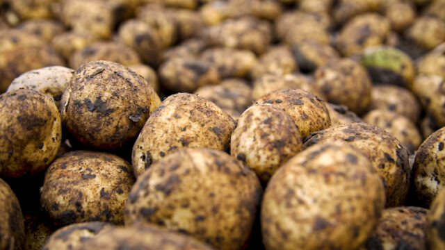 ‘Highly sustainable’ spuds on sale in UK supermarkets