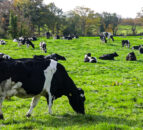 Ornua: Dairy commodity prices ‘showing signs of stability’
