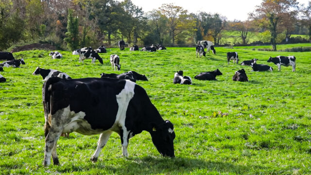 Ornua: Dairy commodity prices ‘showing signs of stability’