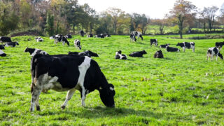 NI farmers ‘essential allies’ in protecting environment – Countryside Alliance