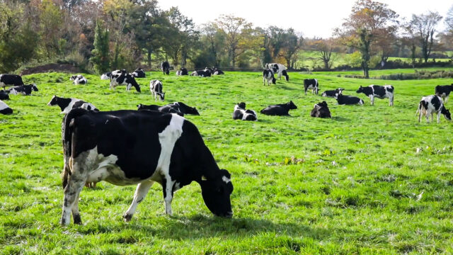 NI farmers ‘essential allies’ in protecting environment – Countryside Alliance